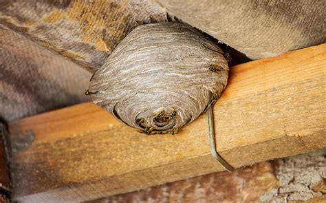 How to get rid of wasps nest. Things To Know About How to get rid of wasps nest. 